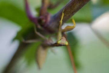 Praying mantis macro image