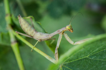 Mantis close up image