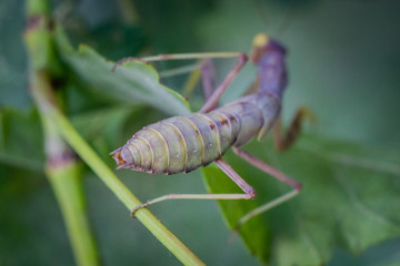 Mantis close up image