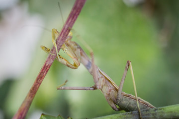 Mantis close up image