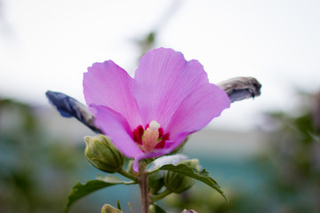 Fototapeta na wymiar Close up image of the pink flower
