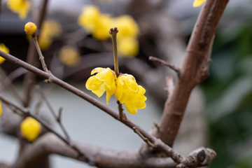 Wax plum flower, Tokyo, Taito-city, Japan