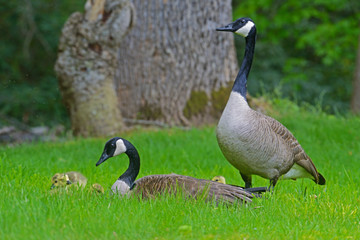 Canada Goose pair watch over their goslings.