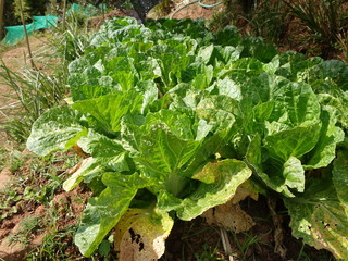 lettuce growing in vegetable garden