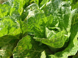 fresh lettuce growing in the garden