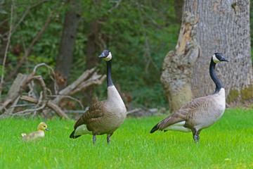 Canada Goose pair watch over their goslings.