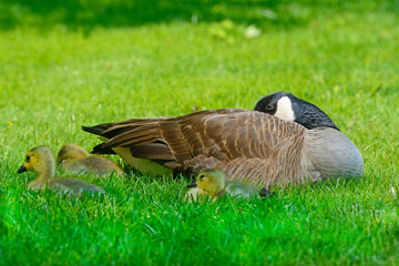 Canada Goose mother is resting with her chicks.