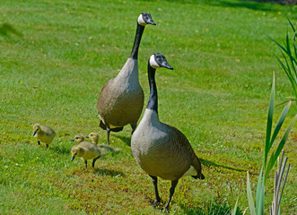 Canada Goose parents walking with their chicks.
