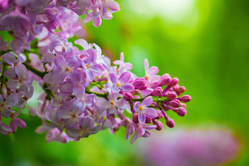 Branch of blossoming lilac on a sunny day close up