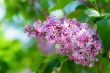 Branch of blossoming lilac on a sunny day close up