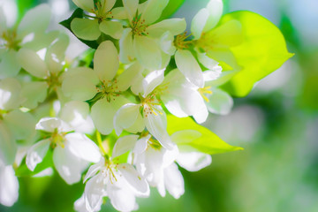 Branch of a blossoming apple tree in white flower