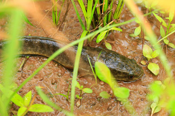 Snake head fish on rice field 