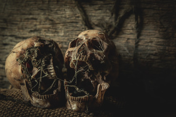 Old horror skulls in dark room with still life photography 