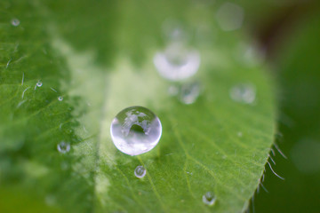 Water drops on the green grass after the rain, macro image