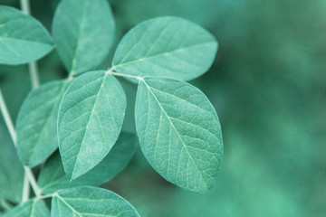 Green leaf with nature background 