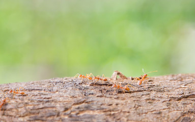 Small ant on wooden tree walking to nest 