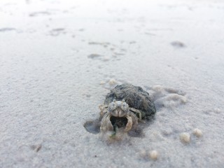 Little crab with wide sandy beach