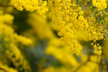 早黄色が鮮やかな満開のミモザ
