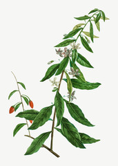 Goji berry tree