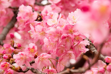 早咲きの河津桜のクローズアップ