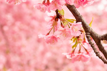 早咲きの河津桜のクローズアップ