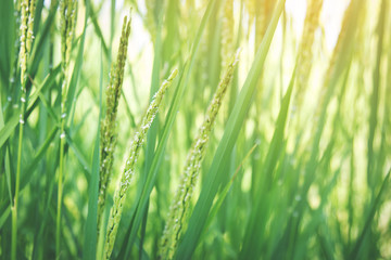 Raw paddy rice field in farm or agriculture 