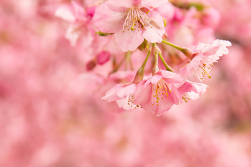 早咲きの河津桜のクローズアップ