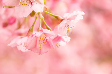 早咲きの河津桜のクローズアップ