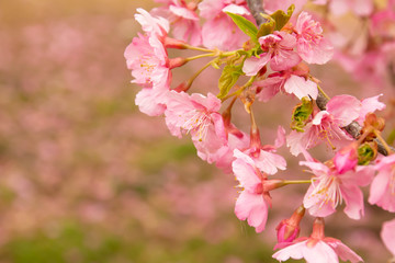 早咲きの河津桜のクローズアップ