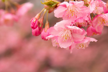 Naklejka premium 早咲きの河津桜のクローズアップ
