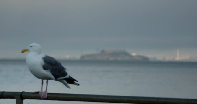 Rack focus between Alcatraz prision and a seagull perched on railing