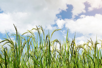 Obraz premium Raw paddy rice field in farm or agriculture 
