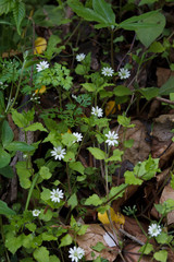 ミヤマハコベの花