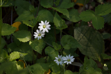 ミヤマハコベの花