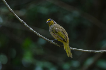 Stripe-throated Bulbul on a branch