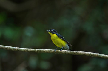 Yellow-rumped flycatcher (Ficedula zanthopygia) in nature