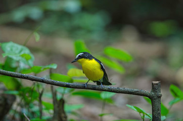 Yellow-rumped flycatcher (Ficedula zanthopygia) in nature