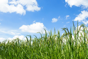 Fototapeta premium Raw paddy rice field in farm or agriculture 