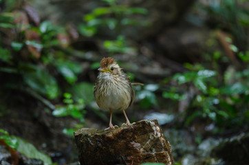 Naklejka na ściany i meble Puff-throated Babbler in tropical forest