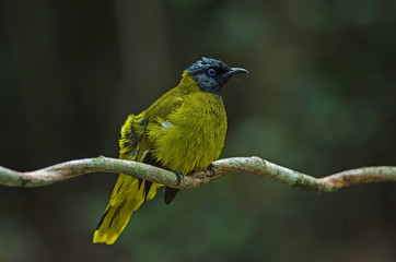 Black-headed Bulbul, Pycnonotus atriceps