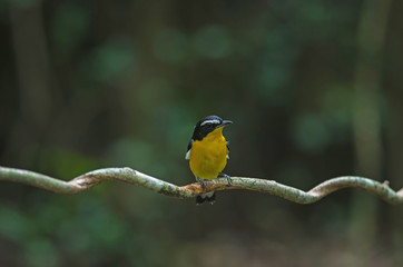 Yellow-rumped flycatcher (Ficedula zanthopygia) in nature