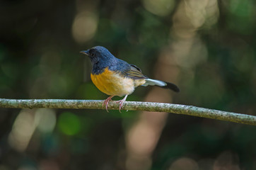 White-rumped Shama standing on a branch