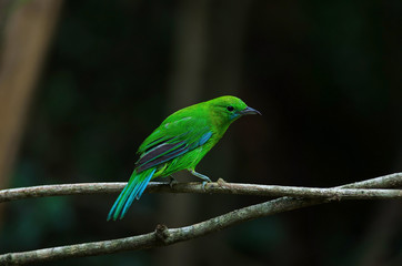 Blue winged leafbird perching on tree