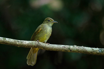 Grey-eyed Bulbul (Iole propinqua ) on tree