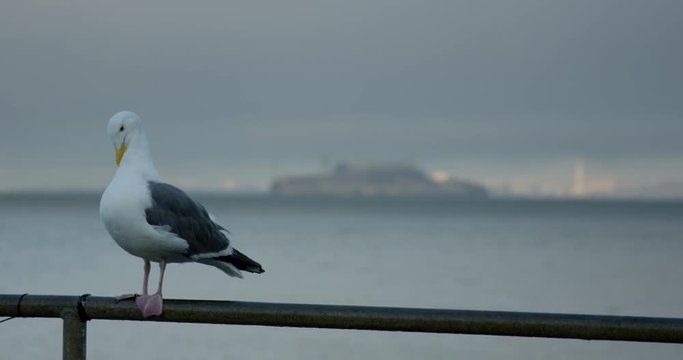 Seagull sits on railing with Alcatraz prision off in the distancd