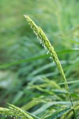 Raw paddy rice field in farm or agriculture 