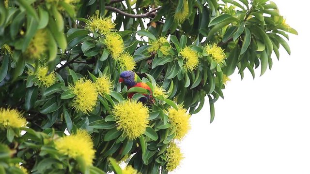 The flowers of the golden penda tree (Xanthostemon chrysanthus)&nbsp;and rainbow lorikeet