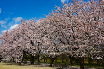 Beautiful cherry tree lined avenue. Photographed at Central Botanical Garden in Toyama Prefecture. 美しい桜の並木道　富山県中央植物園で撮影