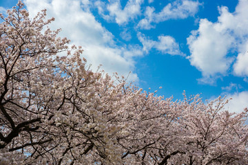 Fototapeta premium Image to look up cherry blossoms. 桜を見上げるイメージ Photographed at Central Botanical Garden in Toyama Prefecture. 富山県中央植物園で撮影