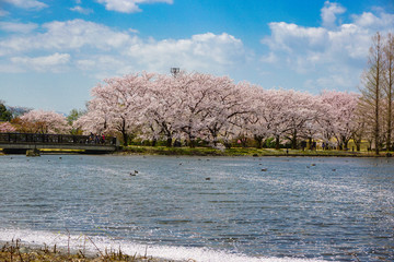 Beautiful cherry tree lined avenue. Photographed at Central Botanical Garden in Toyama Prefecture....